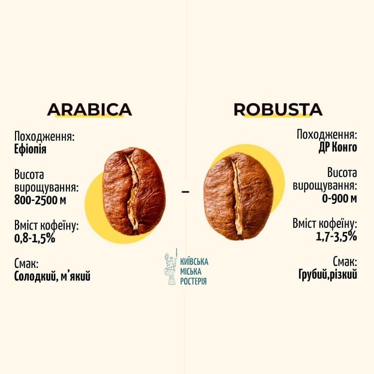 Кава арабіка і робуста: різниця