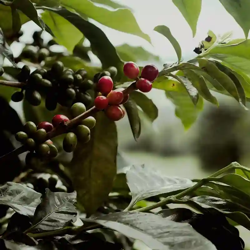 Как растет кофе