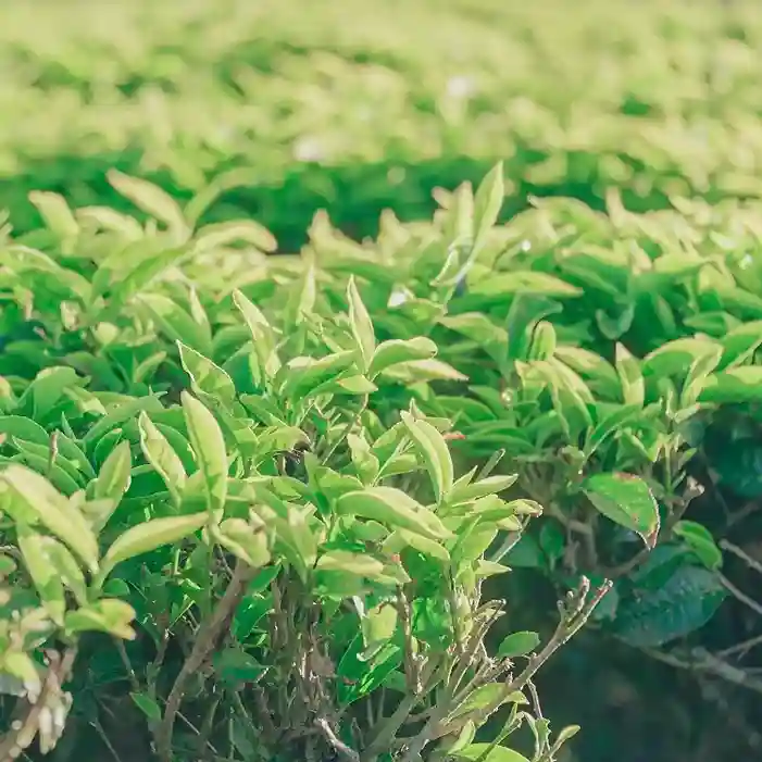 Китайський чай