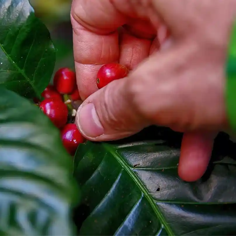 Что такое натуральный кофе