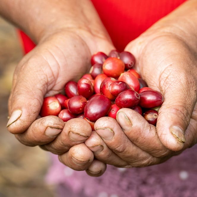 Яка кава найкорисніша