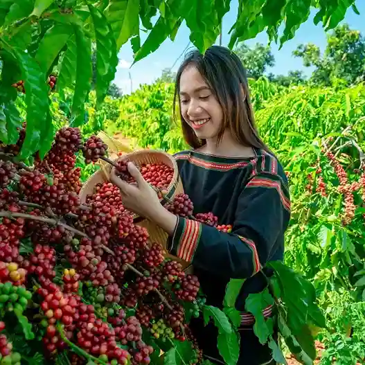 Coffee harvesting methods: a complete overview from an expert