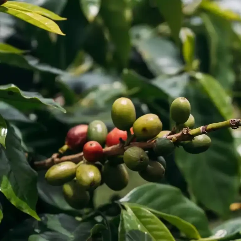How Coffee Trees Are Grown